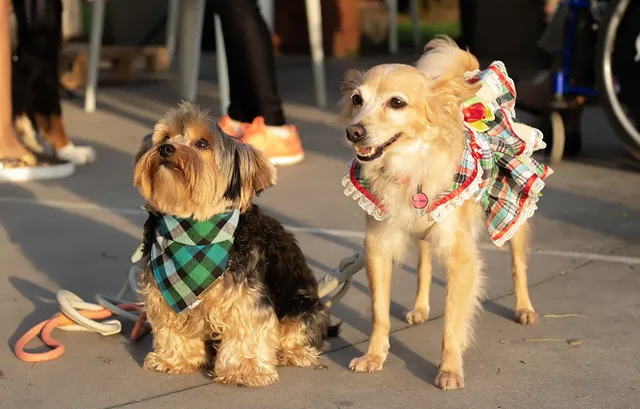 Direção criativa Festa Aunina